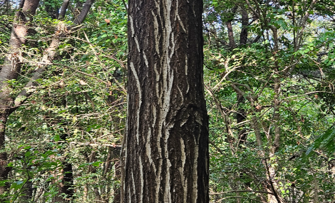 졸참나무 수피