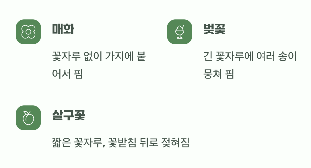 헷갈리기 쉬운 봄꽃, 구분하는 작은 팁