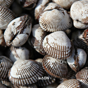 꼬막 해감쉽게하는법