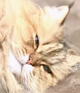 고양이 안구건조증(건성 각 결막염)