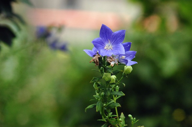 사포닌많은음식