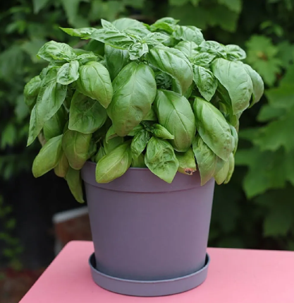 바질 키우기 방법 난이도 씨앗 모종 키트 스위트바질 물주기 순지르기 수확 1