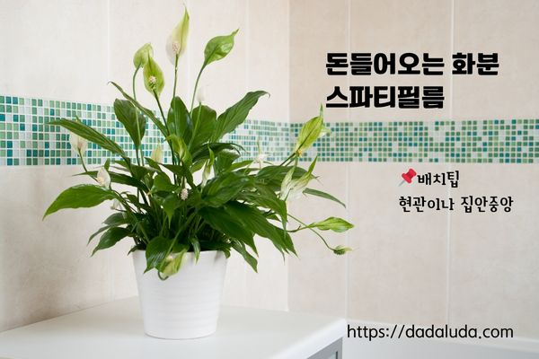 돈들어오는 화분 10가지 배치팁