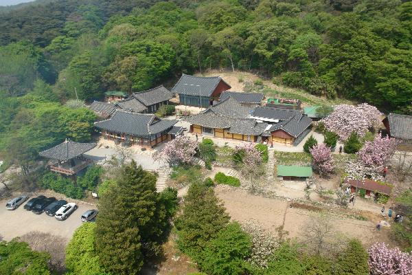 서산 개심사 겹벚꽃