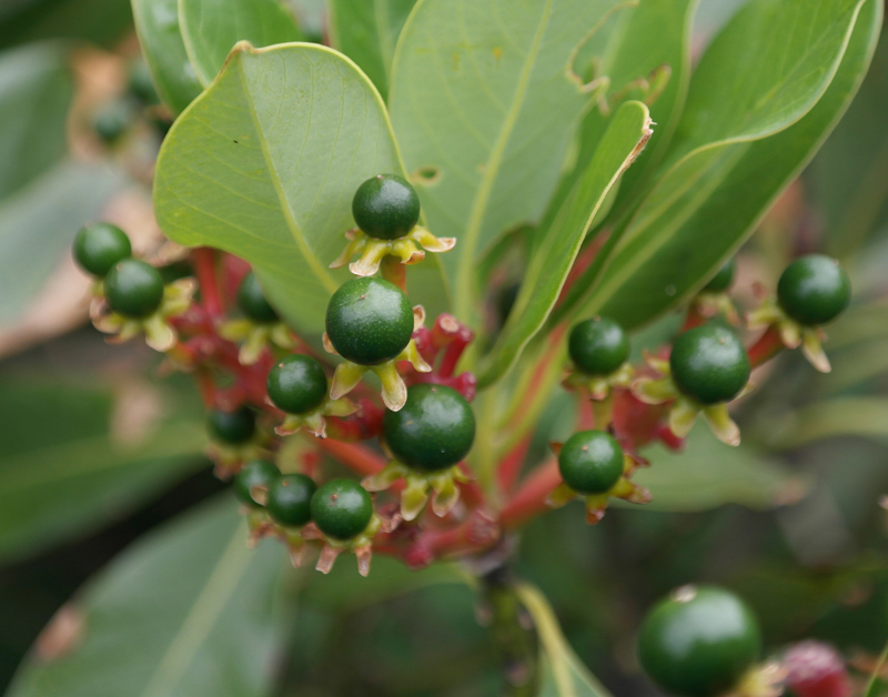 후박나무 열매1