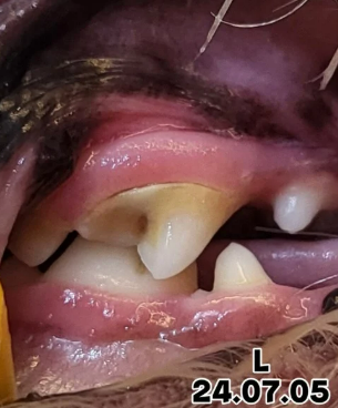 강아지 치석제거 치약 20개 넘게 분석해본 결과