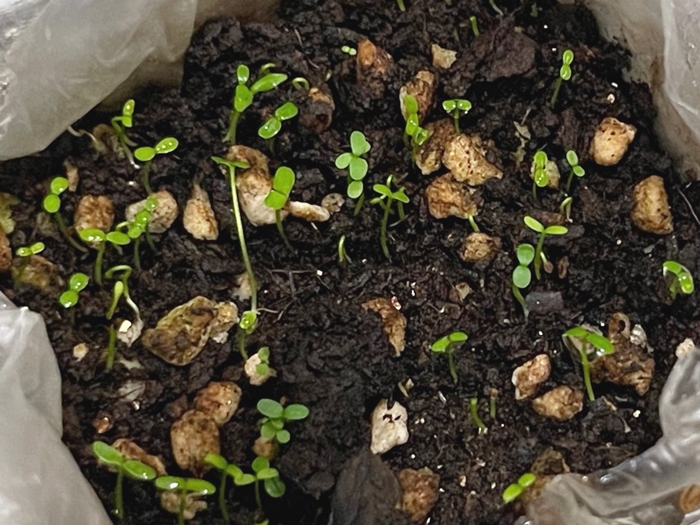 11월 14일-블루베리-발아-성공