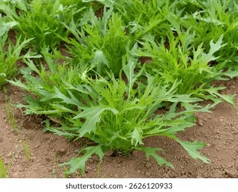 미즈나 재배 직파 요령 빠른 수확 통풍 관리_2