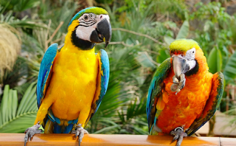 가평 베고니아 새정원