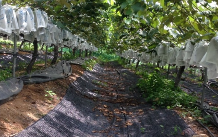 연천 포도 농장