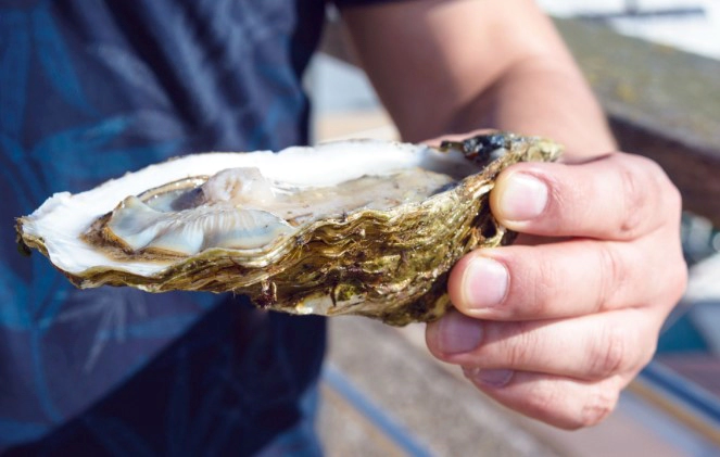 비브리오 패혈증 증상 18가지 및 비브리오 패혈증 예방법 잠복기 치사율 총정리