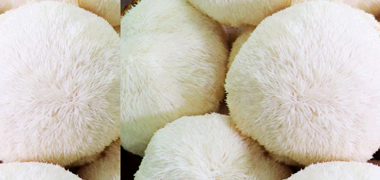 노루궁뎅이버섯