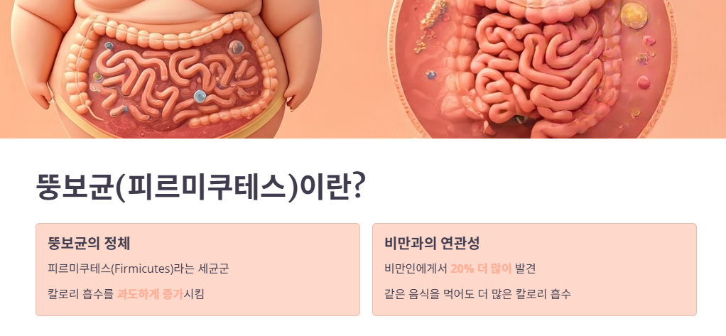 뚱보균(피르미쿠테스)이란 무엇이며, 왜 문제가 될까요?