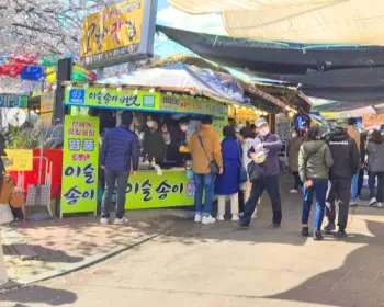 하동 십리벚꽃길 개화상황_9