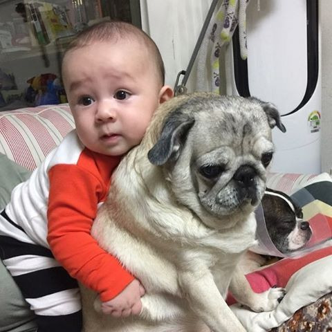 윌리엄 해밍턴 방송 활동