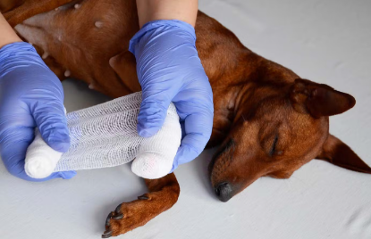 발에 붕대를 감는 개