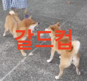 갈드컵