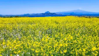 제주 유채꽃 개화 시기 봄 여행 필수 코스_2