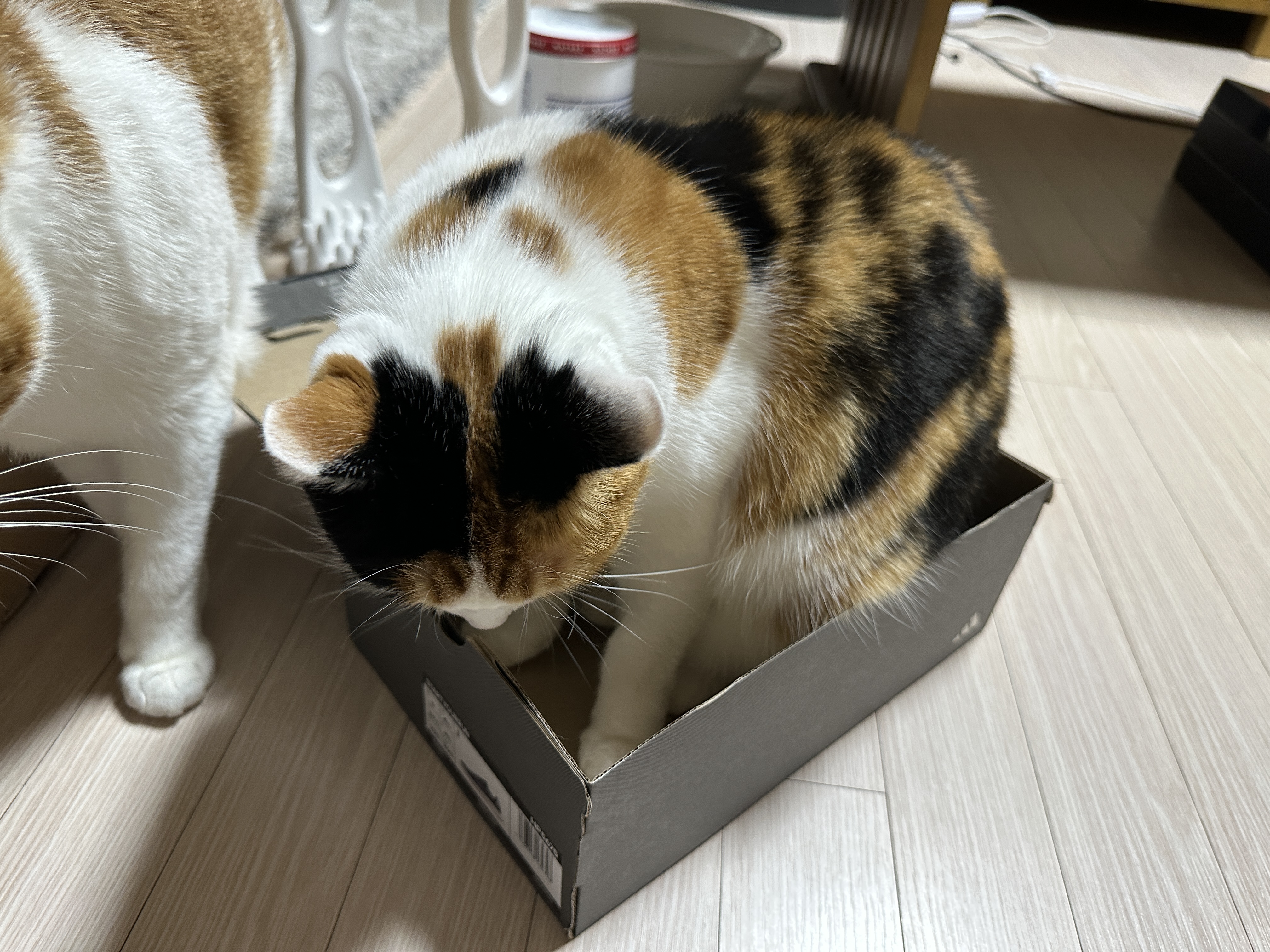 나이키-vs-아디다스!-건이의-선택을-받은-박스는?!-(feat.-막둥이,-호야,-요미)