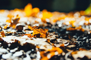 2025년 화담숲 예약방법