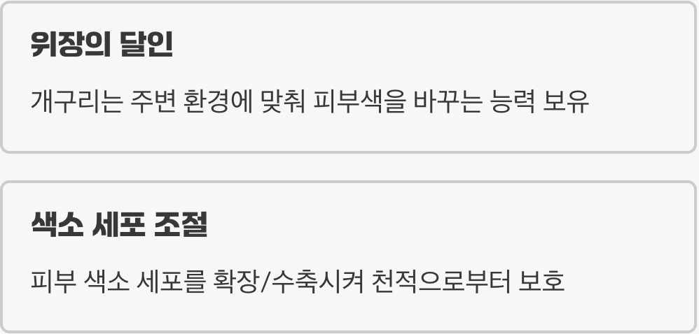 카멜레온 부럽지 않은 피부의 마법