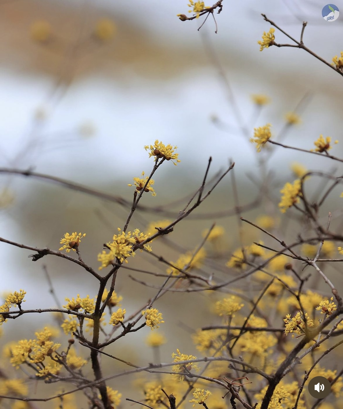 구례 산수유축제