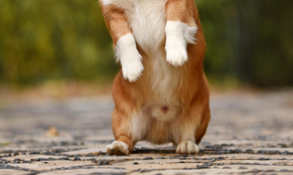 강아지 보습제 추천 제품 TOP 5 관련 사진