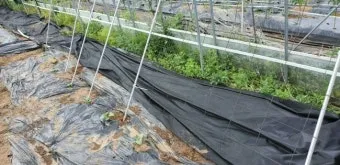 지지대 설치 방법 고추 토마토 참외 수박 쓰러짐 예방_8