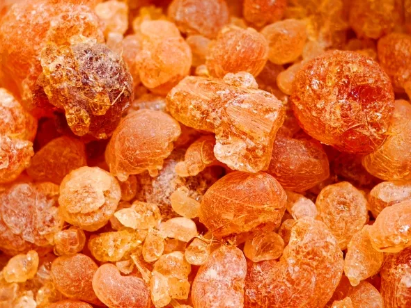 북아메리카 보스웰리아