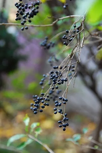 진한 향기에 취해버리는 이 꽃 산책로 옆 울타리 쥐똥나무_24