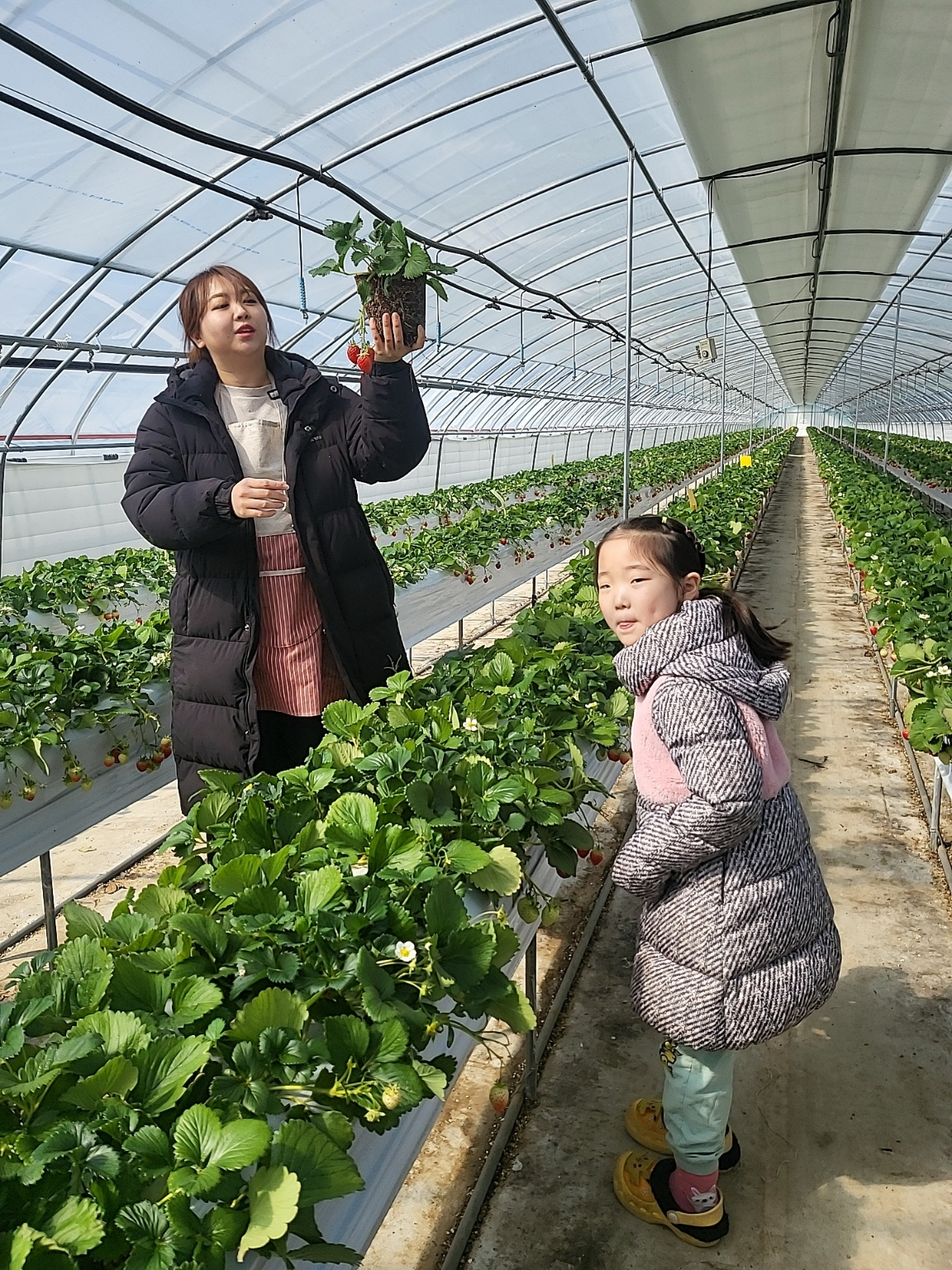 청주 딸기 체험, 딸기 케이크 만들기 (가산딸기 강추!!)