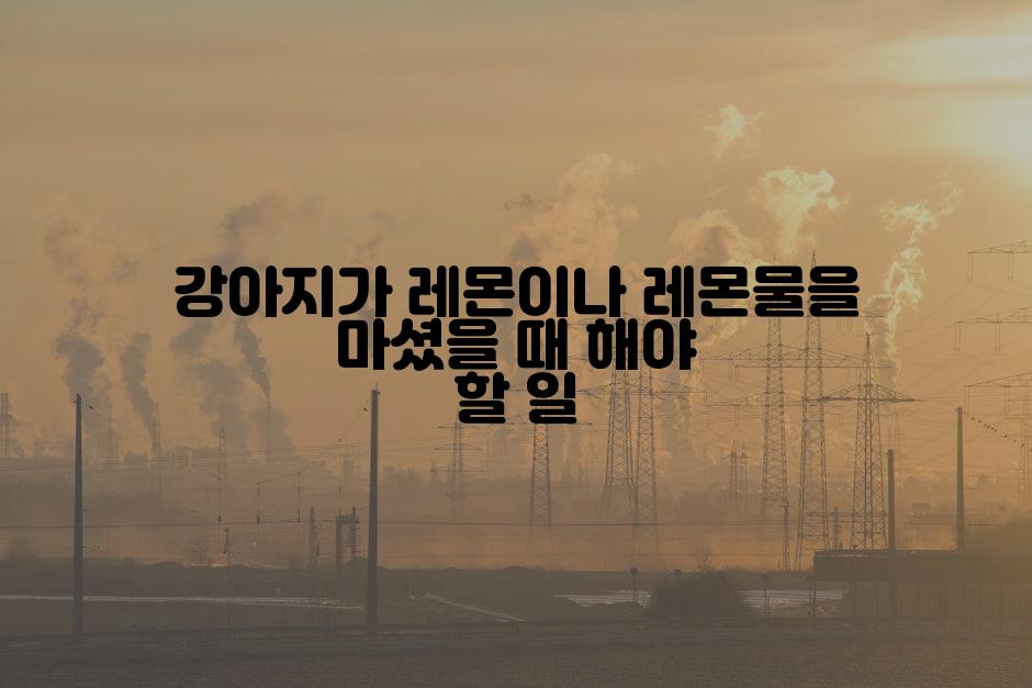 강아지가 레몬이나 레몬물을 마셨을 때 해야 할 일