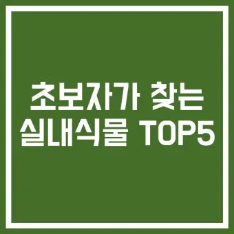 실내식물 초보 체크리스트 물주기 빛 습도 분갈이 한눈에 정리_7