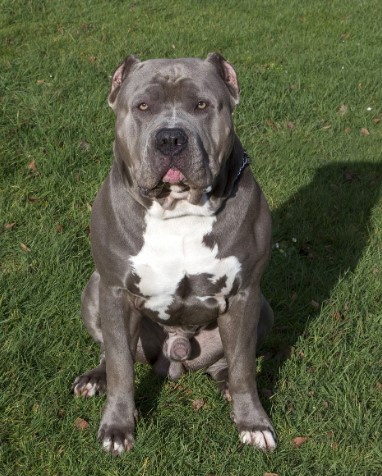 아메리칸 핏불 테리어