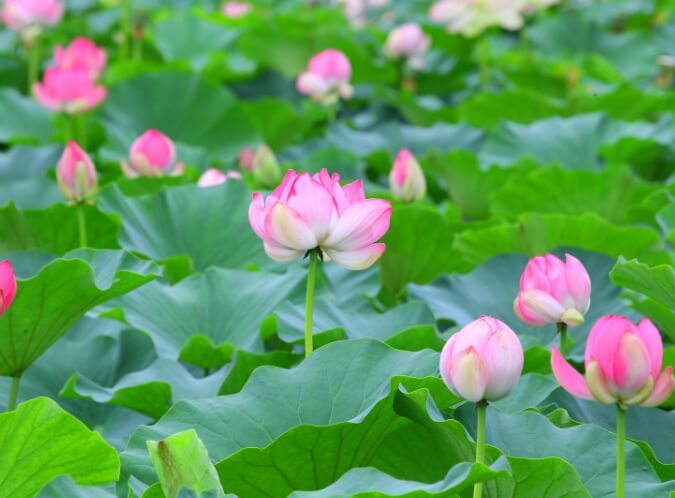 성주 가볼만한곳 베스트 10