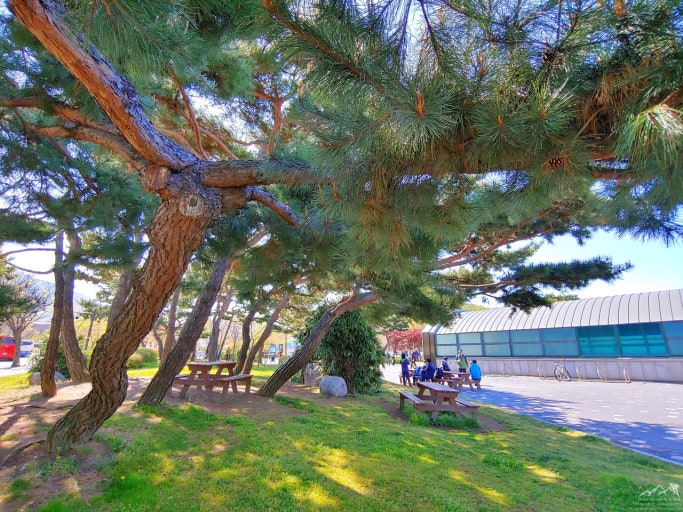 청계산 옛골 탐방로 입구 풍경｜소나무 그늘 아래 벤치가 놓인 평화로운 여름 쉼터