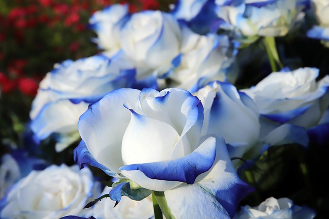 중랑 서울장미축제