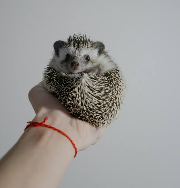 피그마 고슴도치