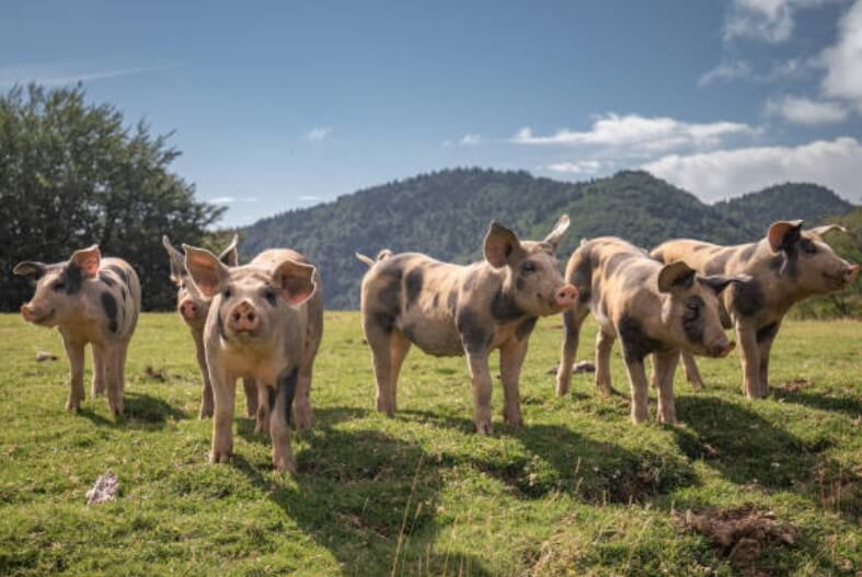 돼지와뽀뽀하는꿈