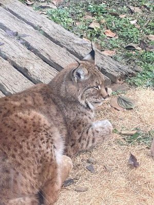 서울대공원 맹수사 스라소니 