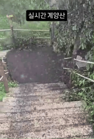 계양산-러브버그