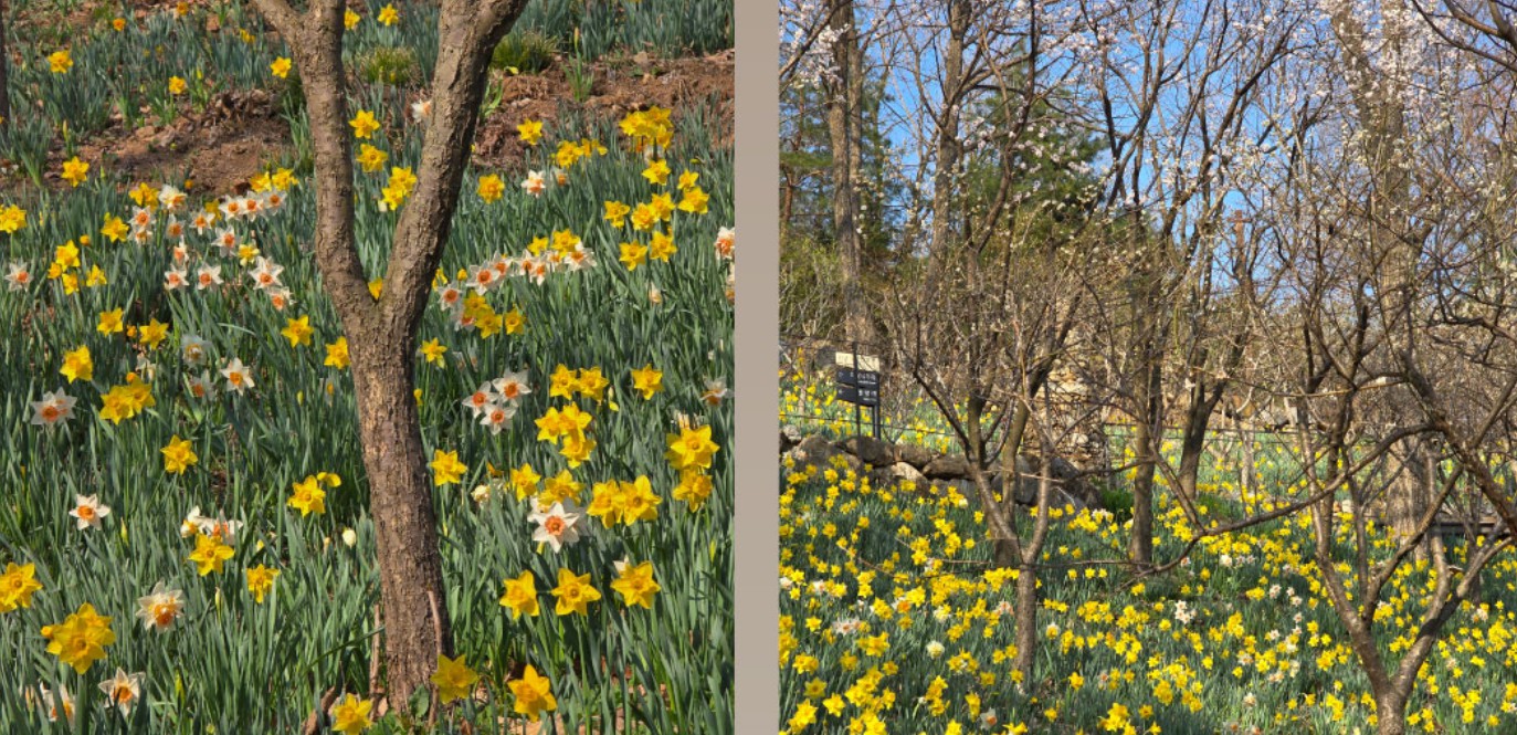 화담숲 봄 수선화 축제