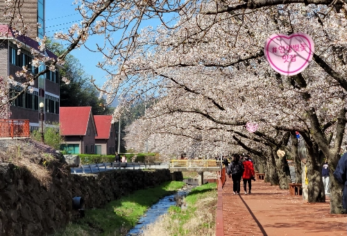 가평 벚꽃명소 에덴벚꽃길 벚꽃축제