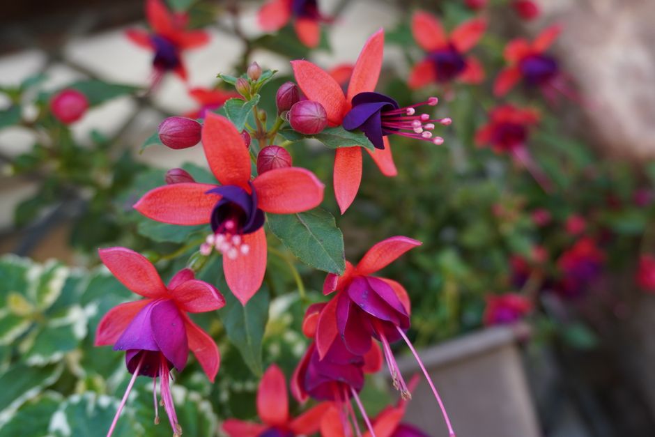 Detailed shot of blooming fuchsia flowers with vibrant red and purple petals outdoors.