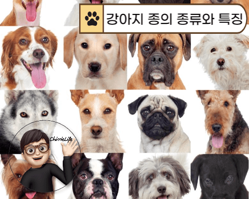 다양한 품종의 강아지들
