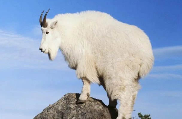 산양유 단백질 효능 부작용 먹는법 및 관절단백질 중요성