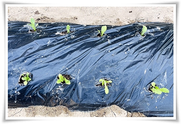 텃밭 "궁채(줄기상추)" 황제가 사랑한 채소, 건강과 맛을 다 잡는 비법!