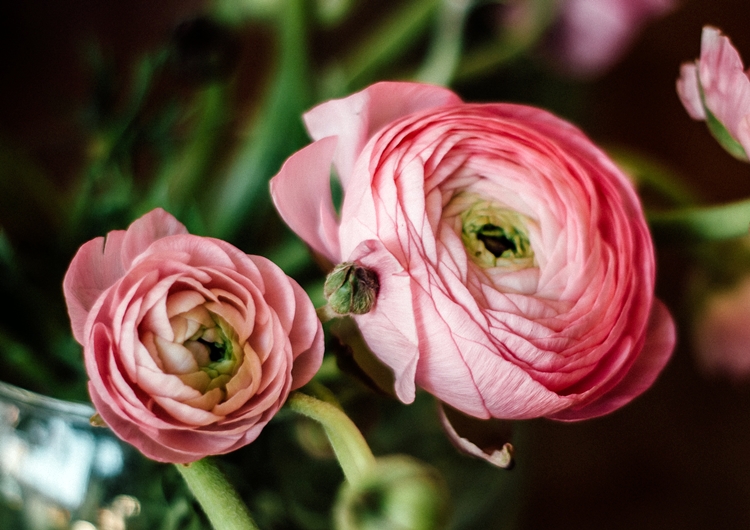 분홍색 라넌큘러스