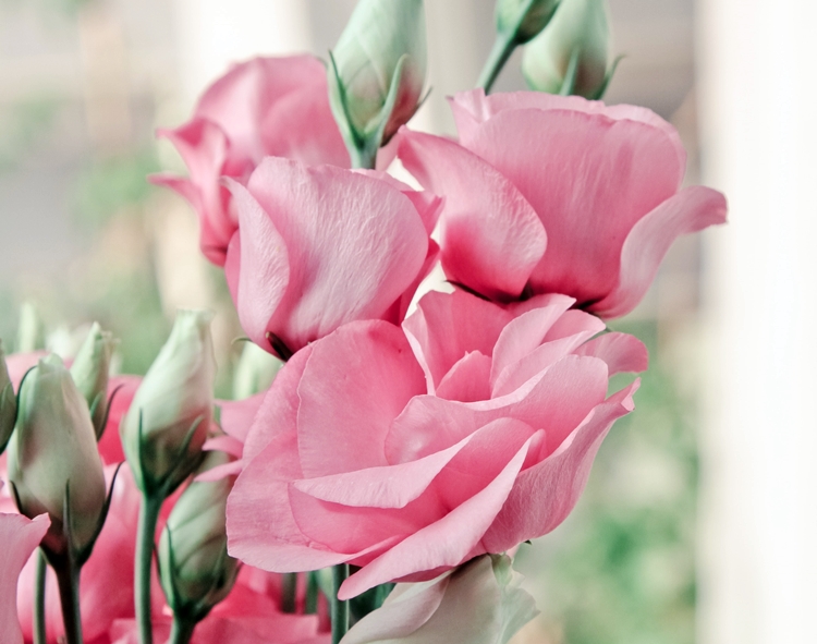 분홍 리시안셔스