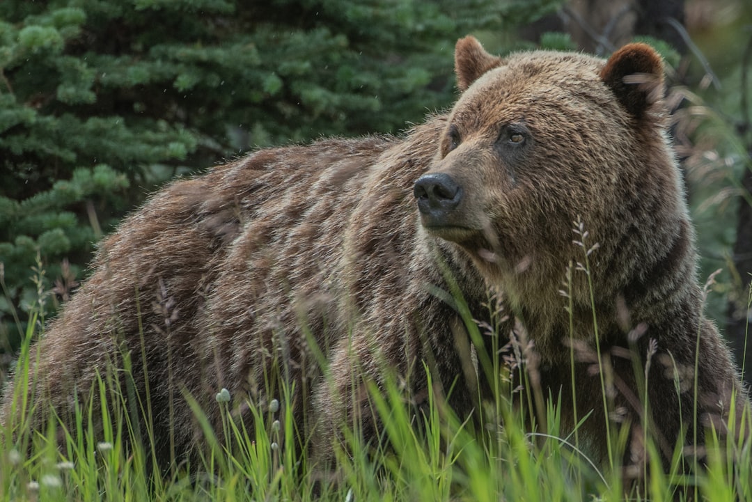 Bears